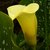 about the calla lily with pictures ehow about the calla lily with pictures ehow