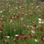 growing poppies indoors ehow growing poppies indoors ehow