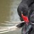 how to perform first aid for injured birds ehow how to perform first aid for injured birds ehow