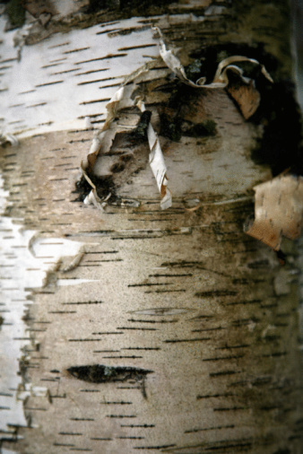 How to Make Birch Bark Paper