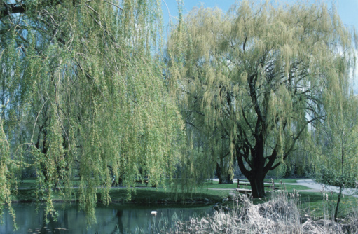 What Are the Leaves of a Willow Tree Used For?