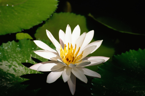 Flowers That Symbolize Contentment &amp; Forgetfulness | ehow