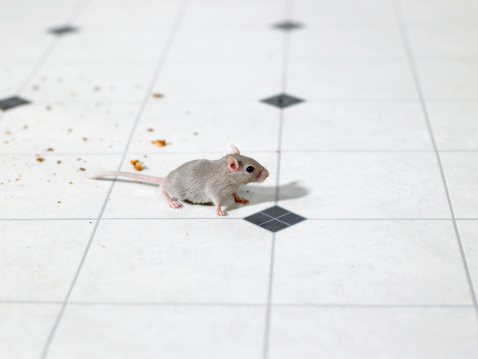 Pellets: An Eco-Friendly Way to Free Your Home of Mice