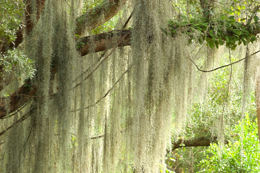 Live Moss Tree Limb For Sale