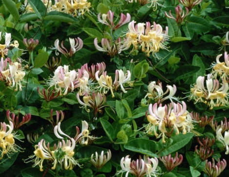 How to Fertilize Honeysuckle