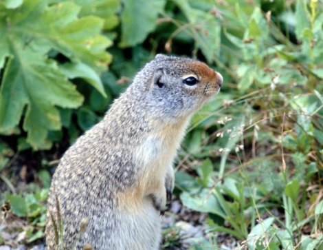 Wilco Ground Squirrel Bait Solutions Pest Lawn, 47% OFF