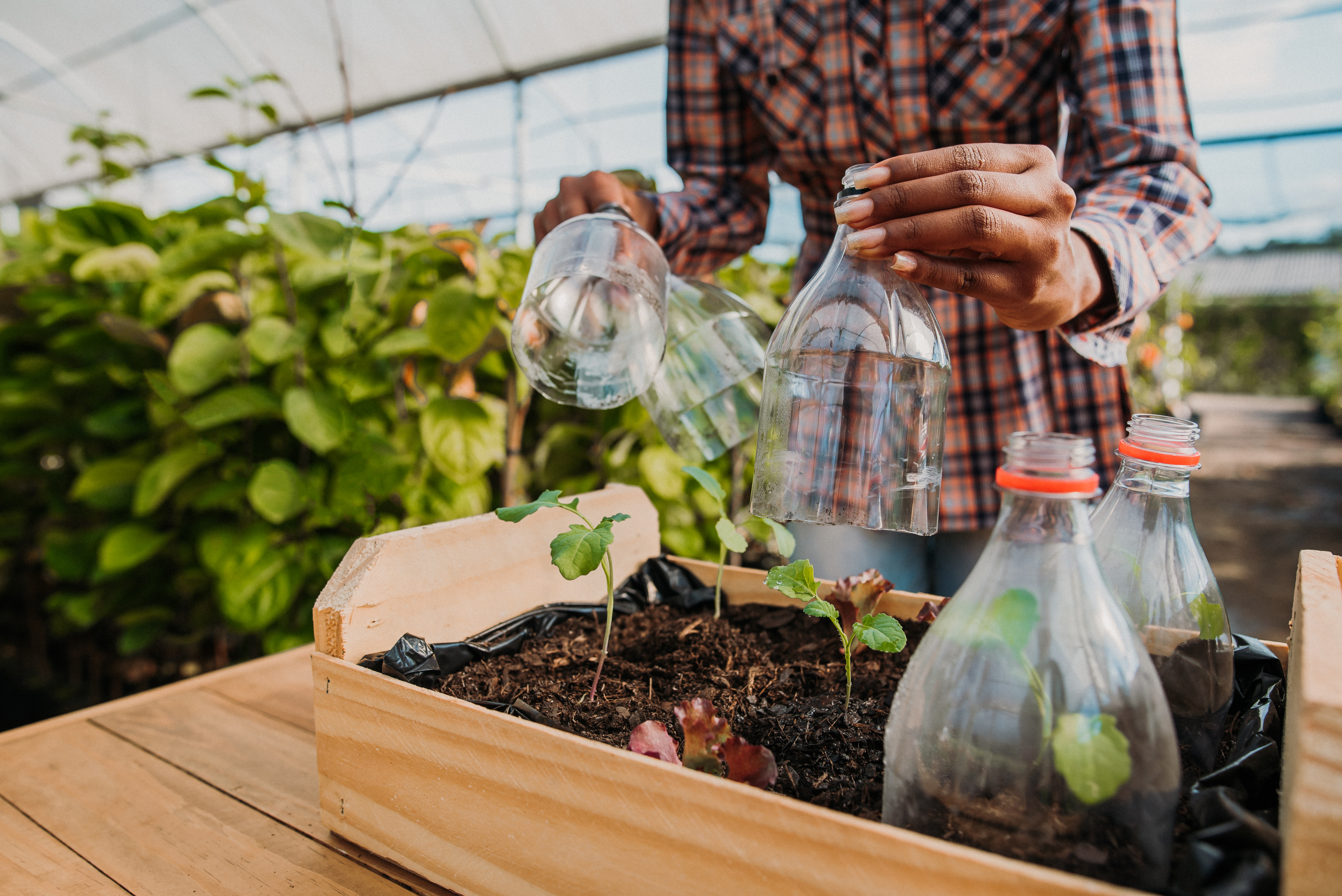 How To Re-purpose A Food Container As A Mini Greenhouse Kids