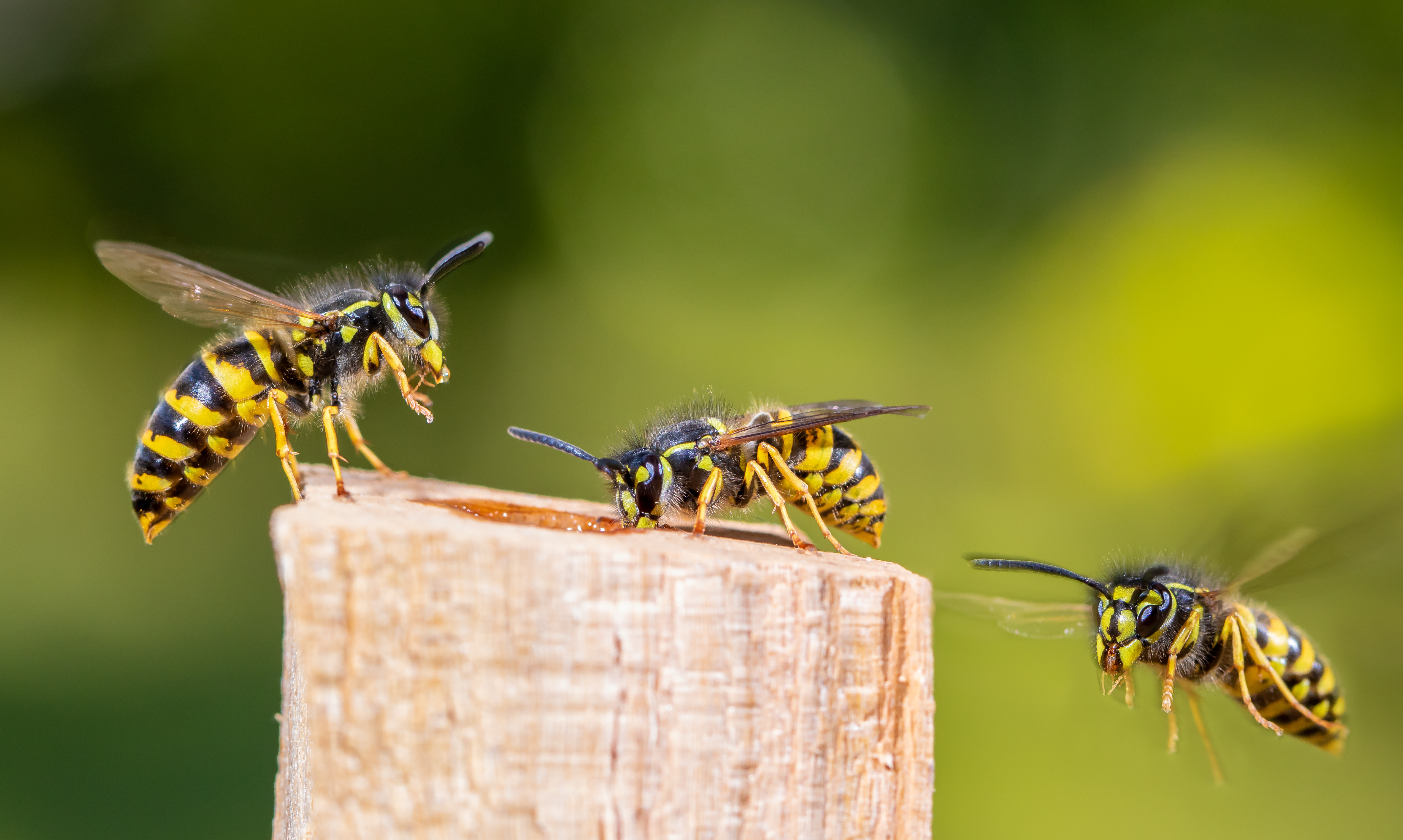 Wisconsin Pests We Treat | The Bug Man and Queen Bee