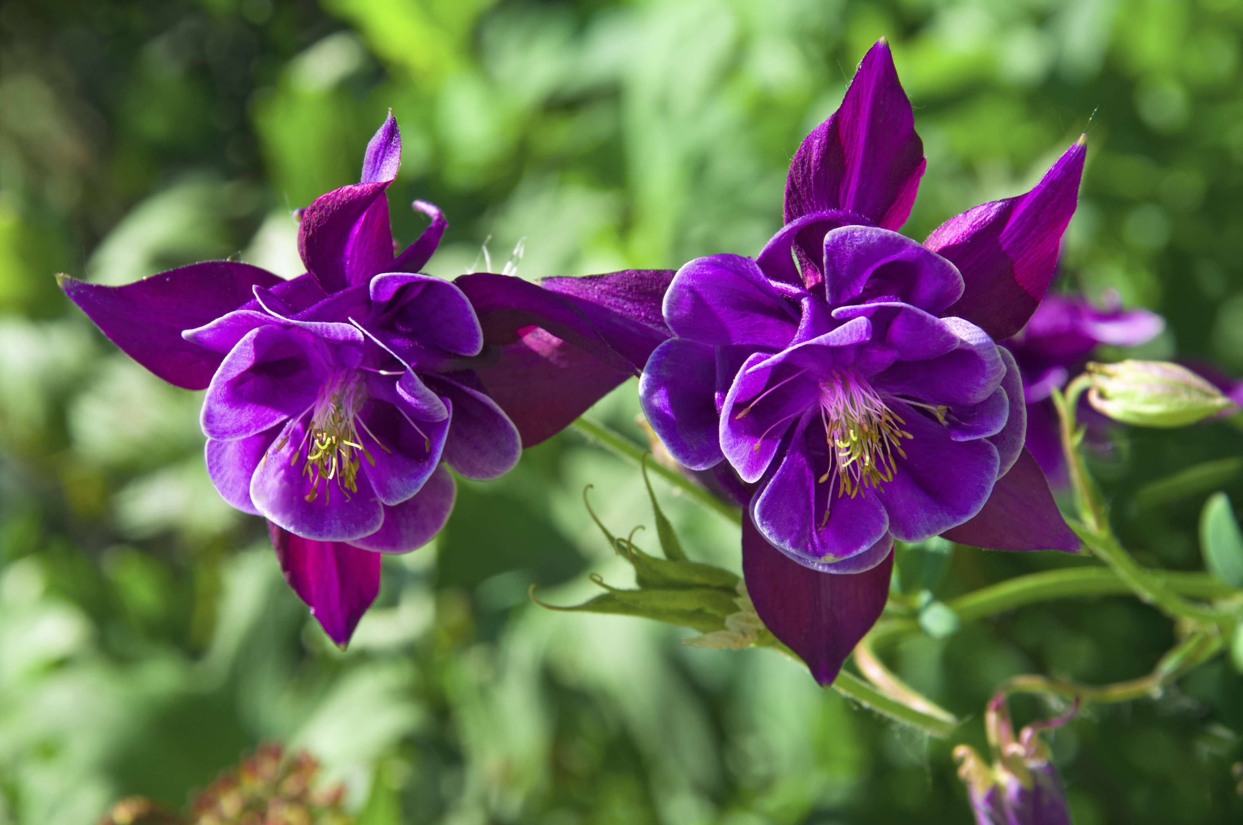 Columbine leaves turning purple