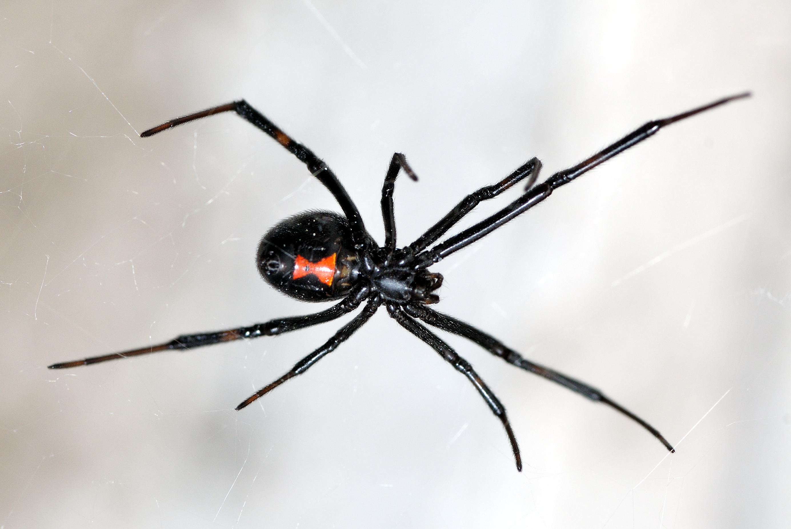 What to Do When You Find a Black Widow in the House