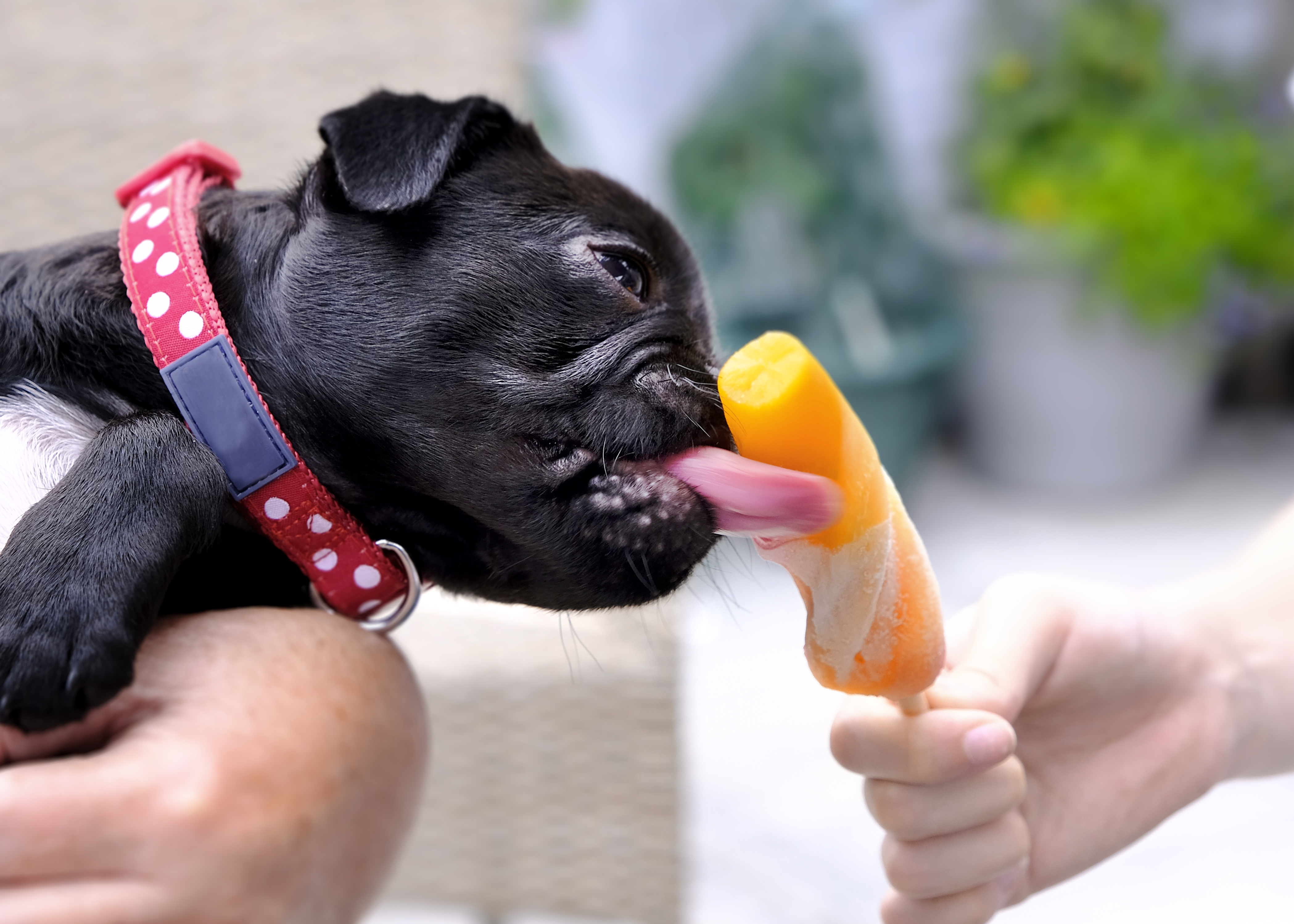 7 Hacks to Keep Dogs Cool in Summer Heat [2024 Update]