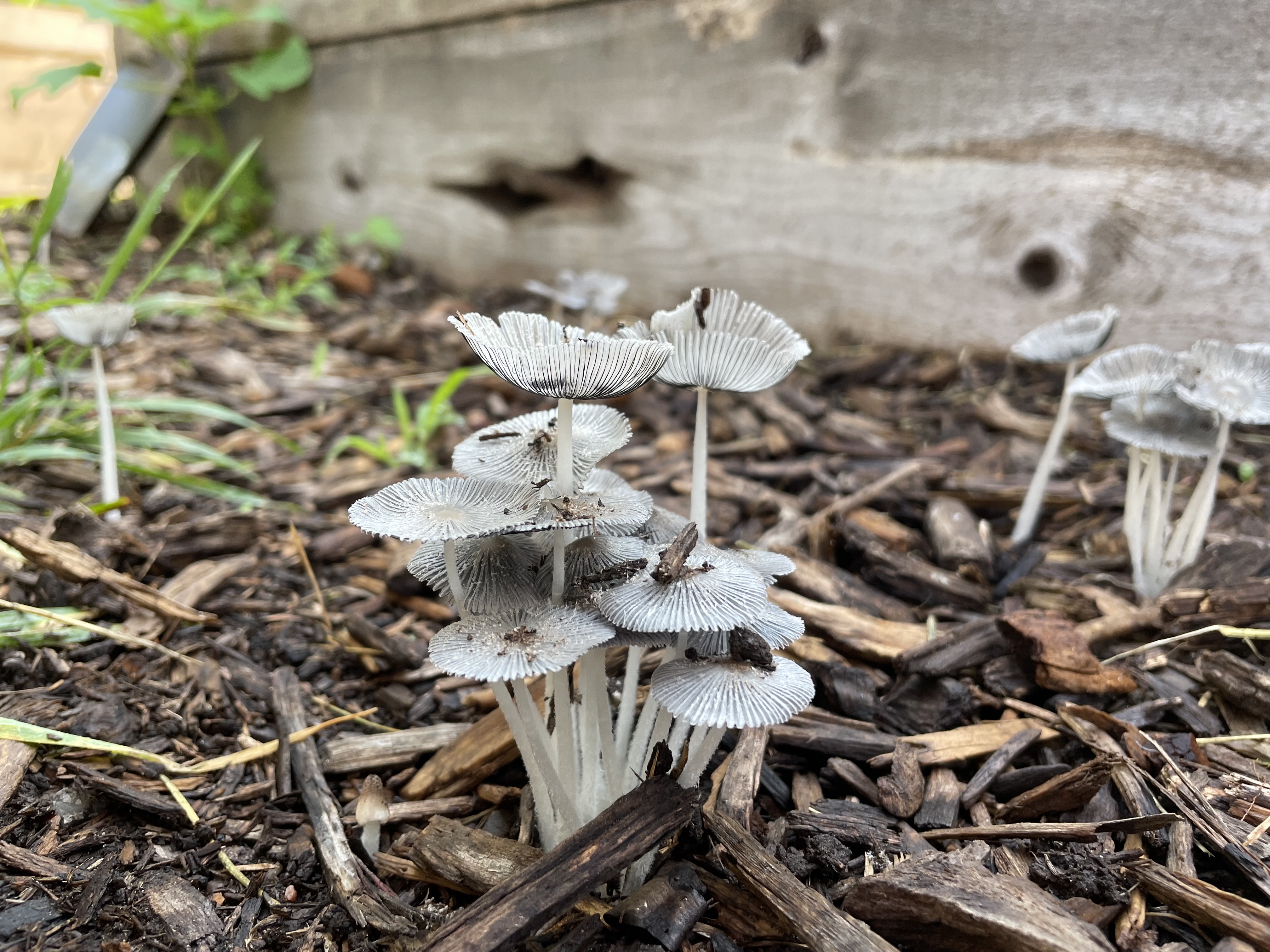 How To Get Rid Of Mushrooms In Mulch Ehow