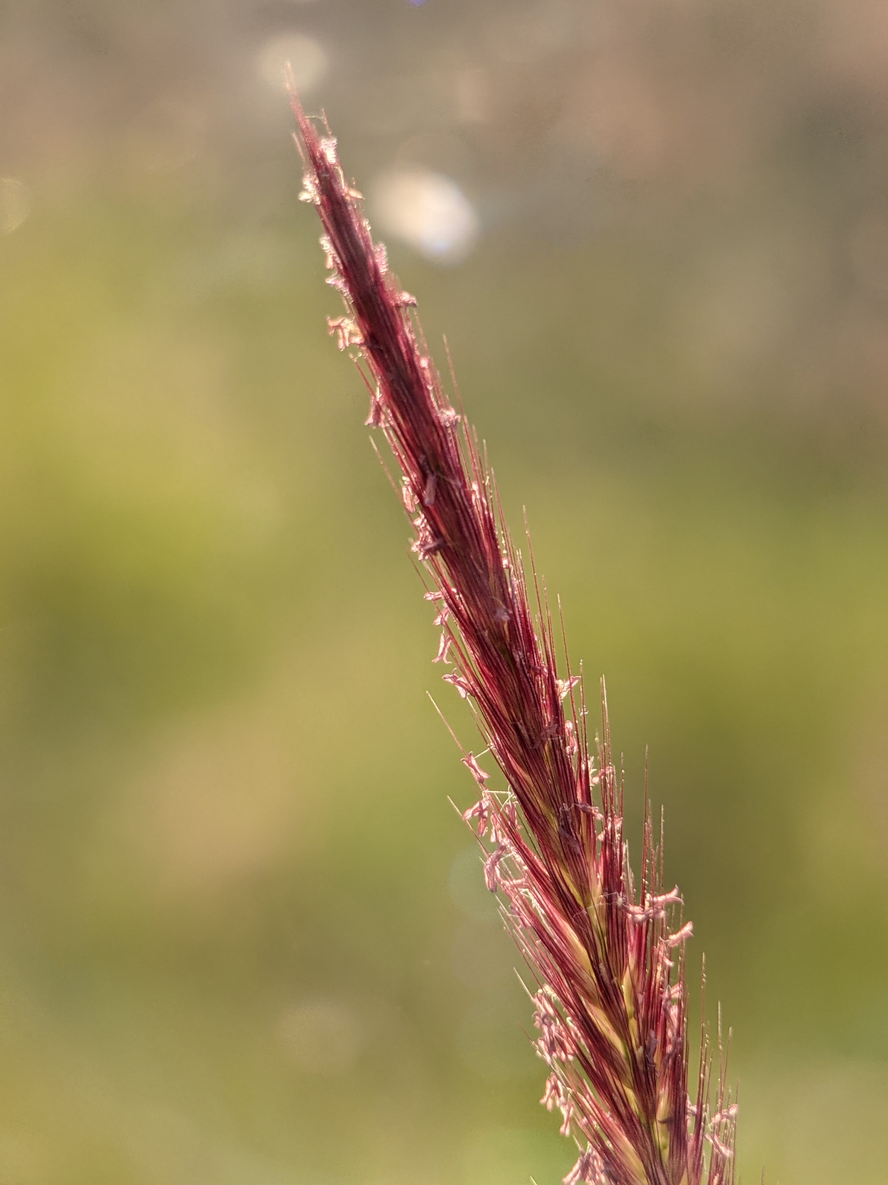 How to Grow and Care for Purple Fountain Grass