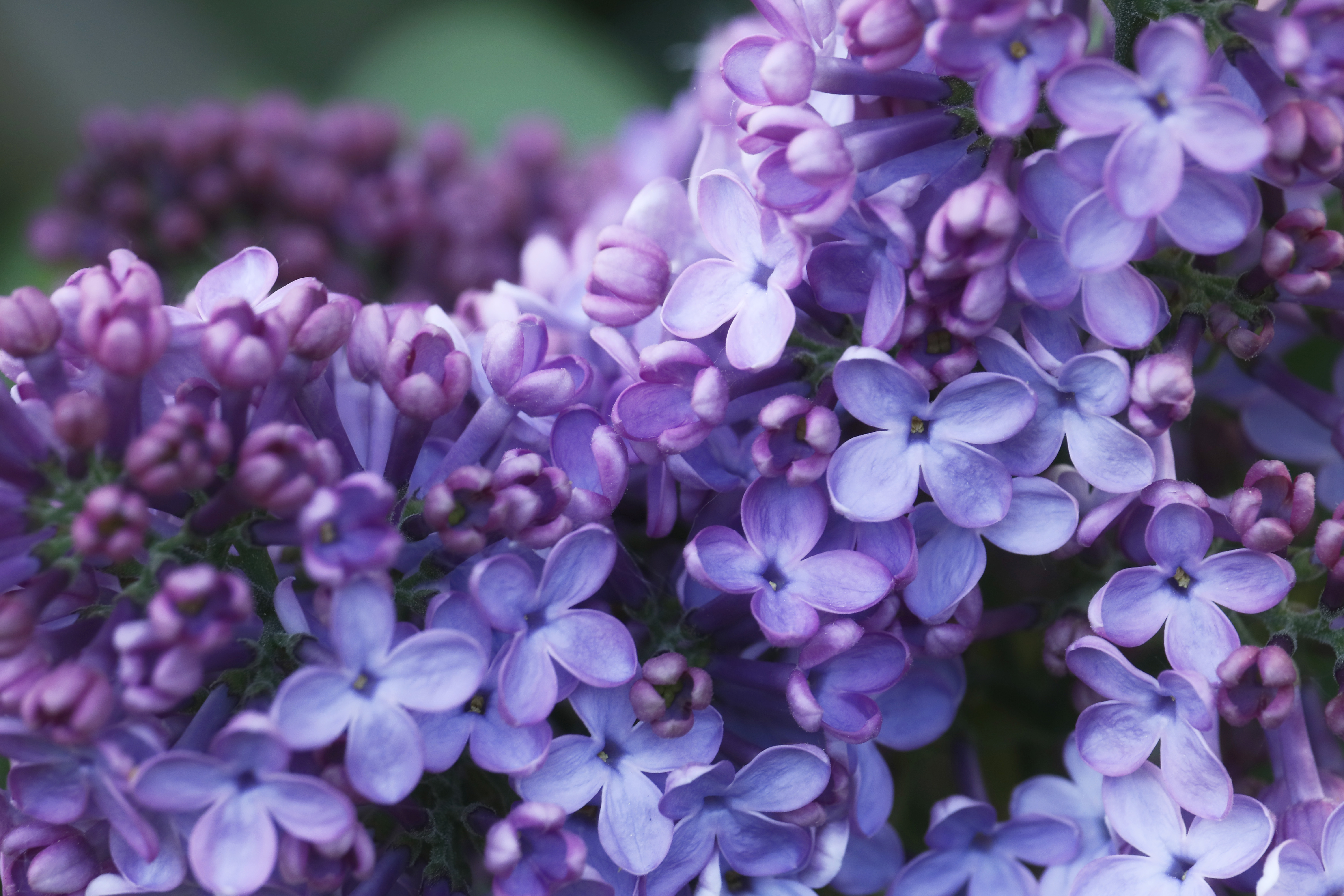 All about lilacs and how to grow them