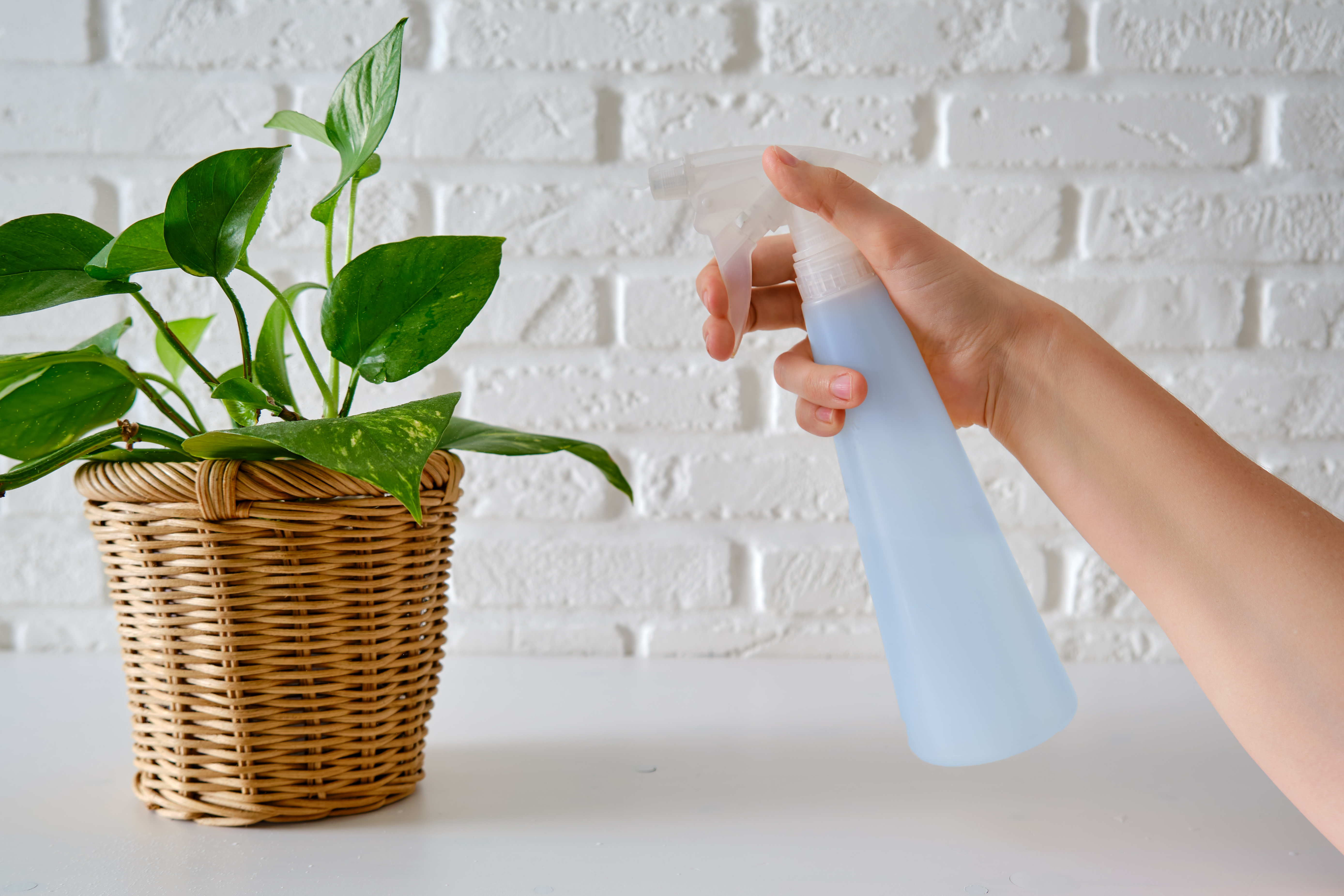 8 Homemade Pesticide Sprays for Indoor Plants