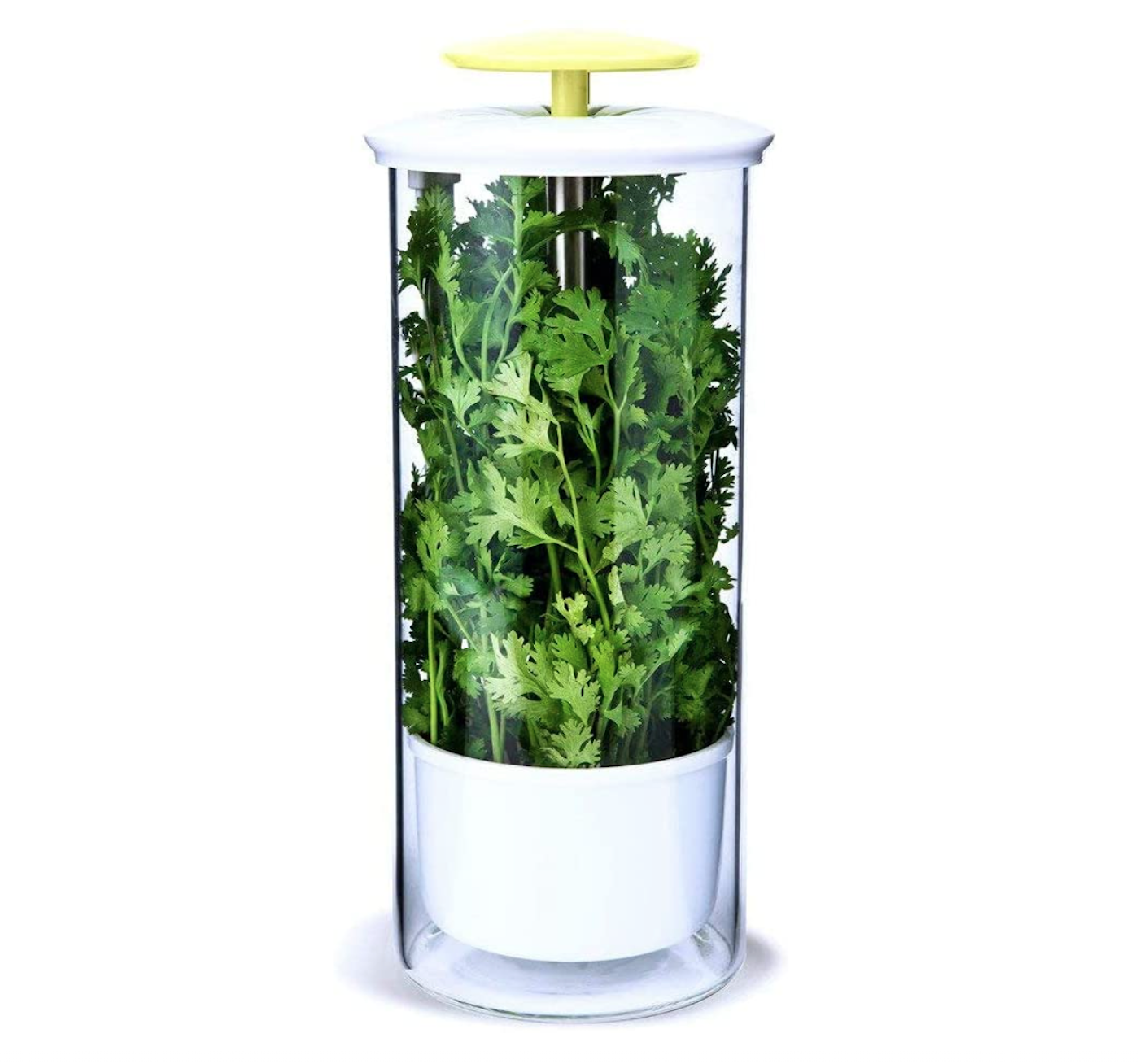 OXO GreenSaver Small Clear Rectangular Polypropylene Herb