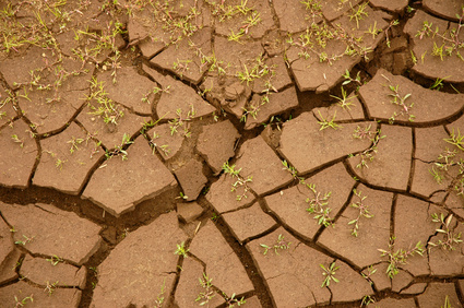 Do Plants Grow Better in Potting Soil, Clay or Sand?