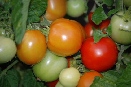 causes white spots in tomatoes