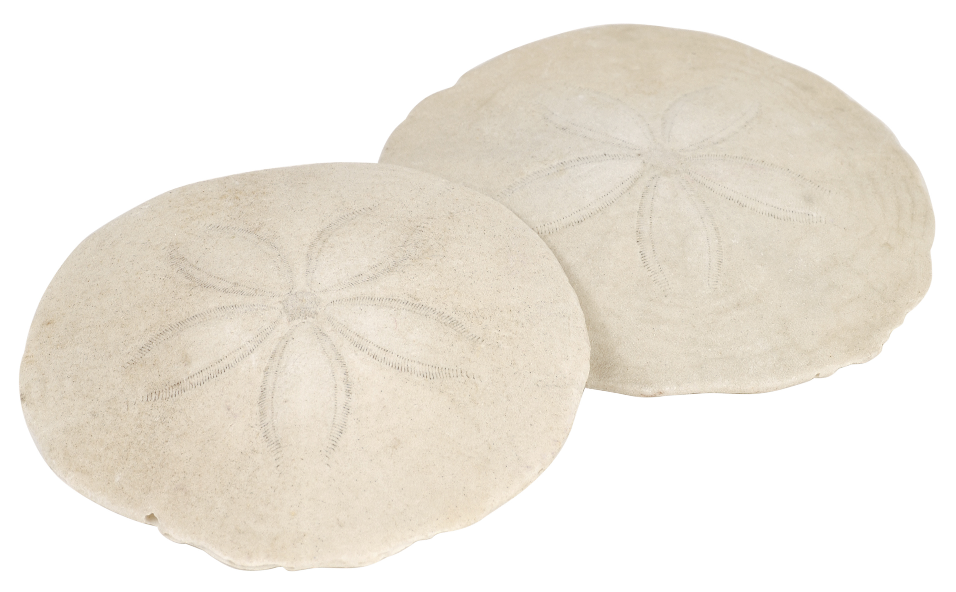 Buy SAND DOLLARS CRAFT 5 Sand Dollars for Crafts and Painting 3 1