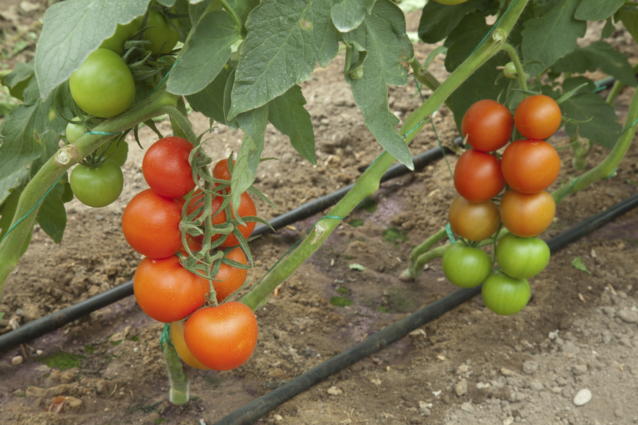 What Tomato Varieties Are Determinate?
