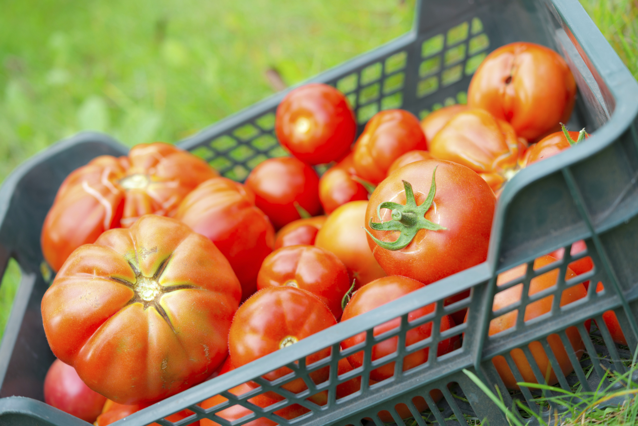 The Best Tomato Varieties for Canning