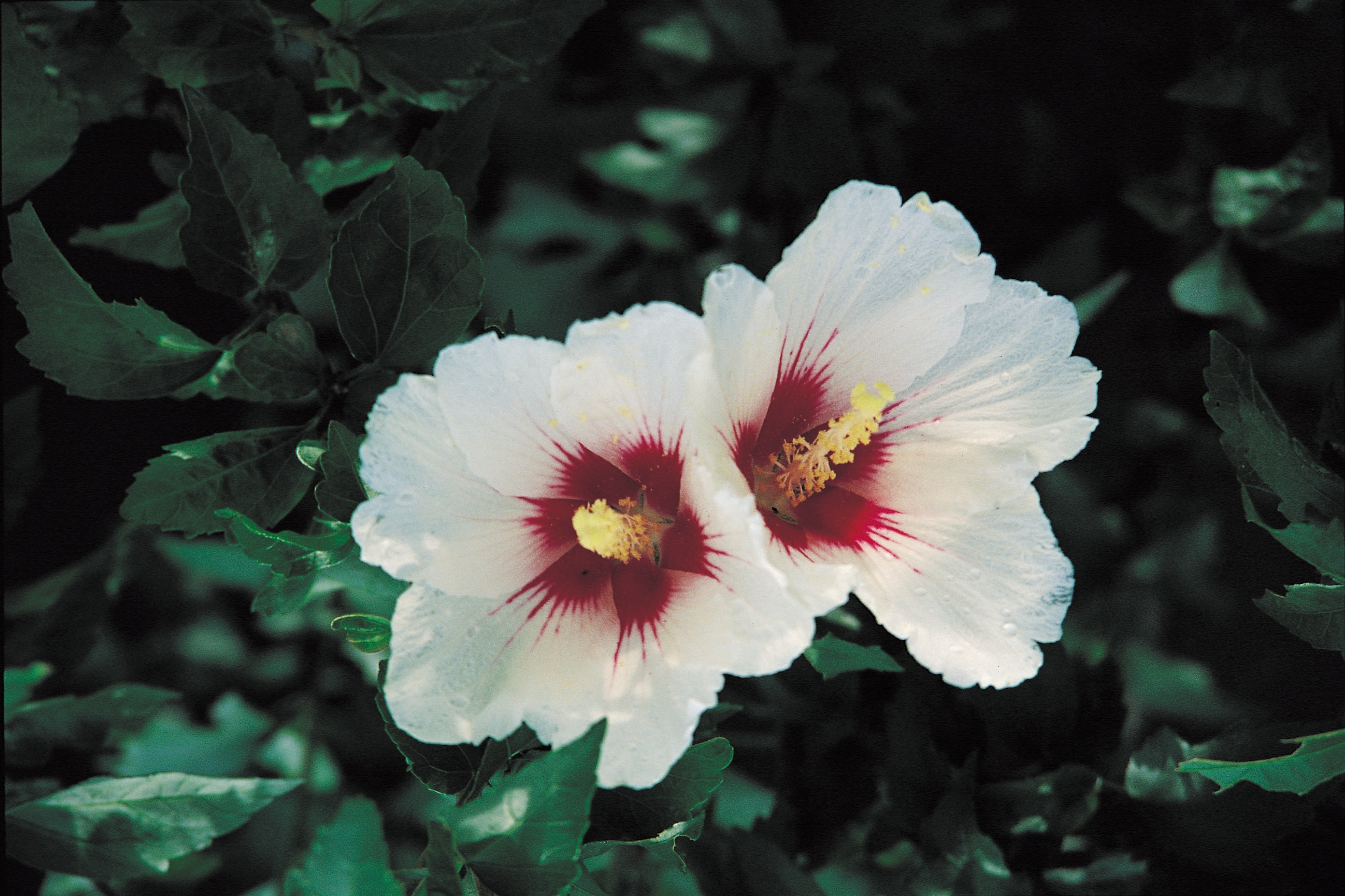 Hibiscus 10 inch Bush