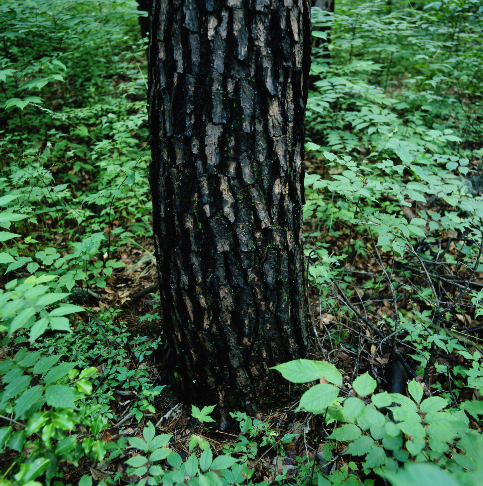 black maple tree bark