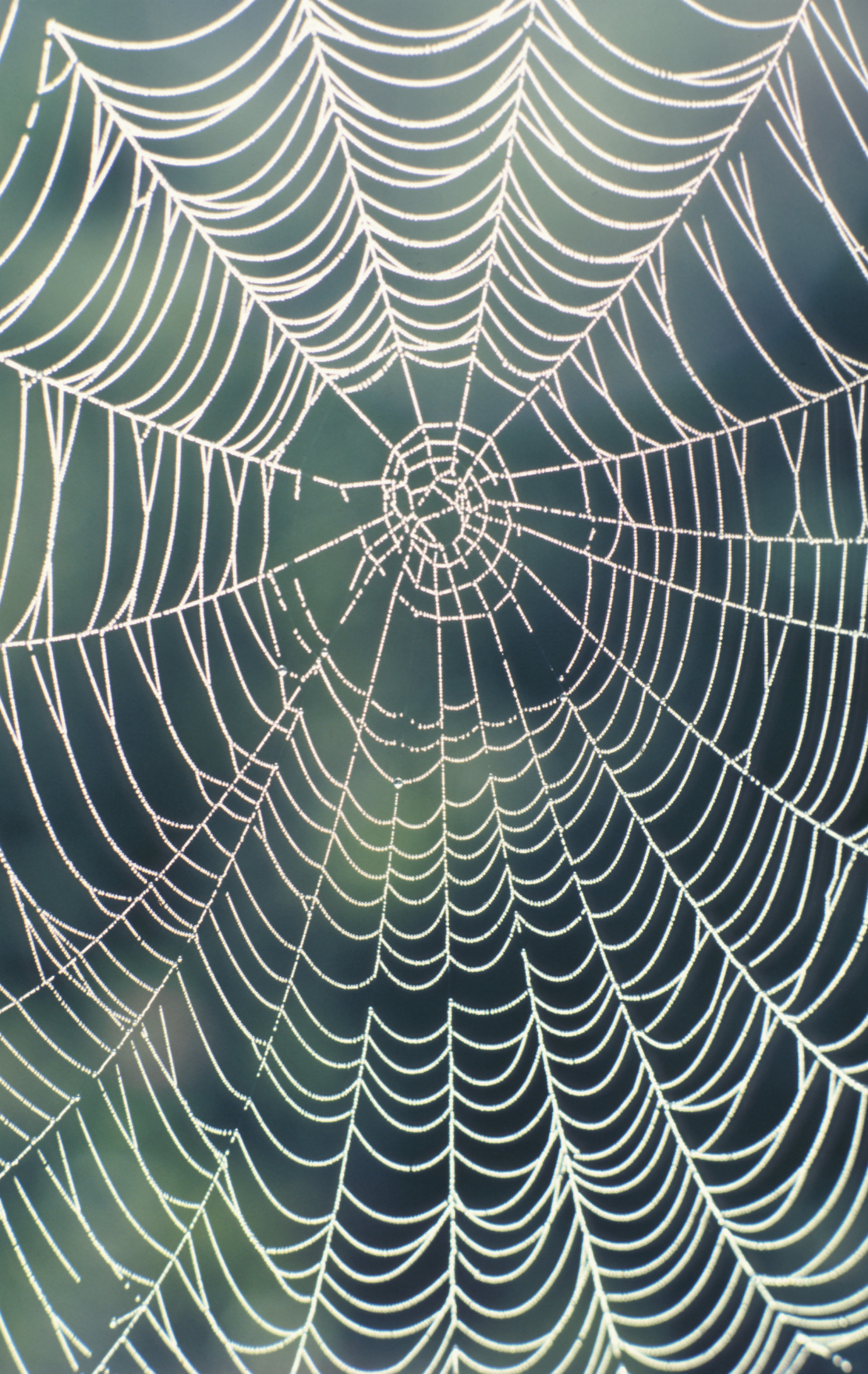 Giant Yarn Spider Web