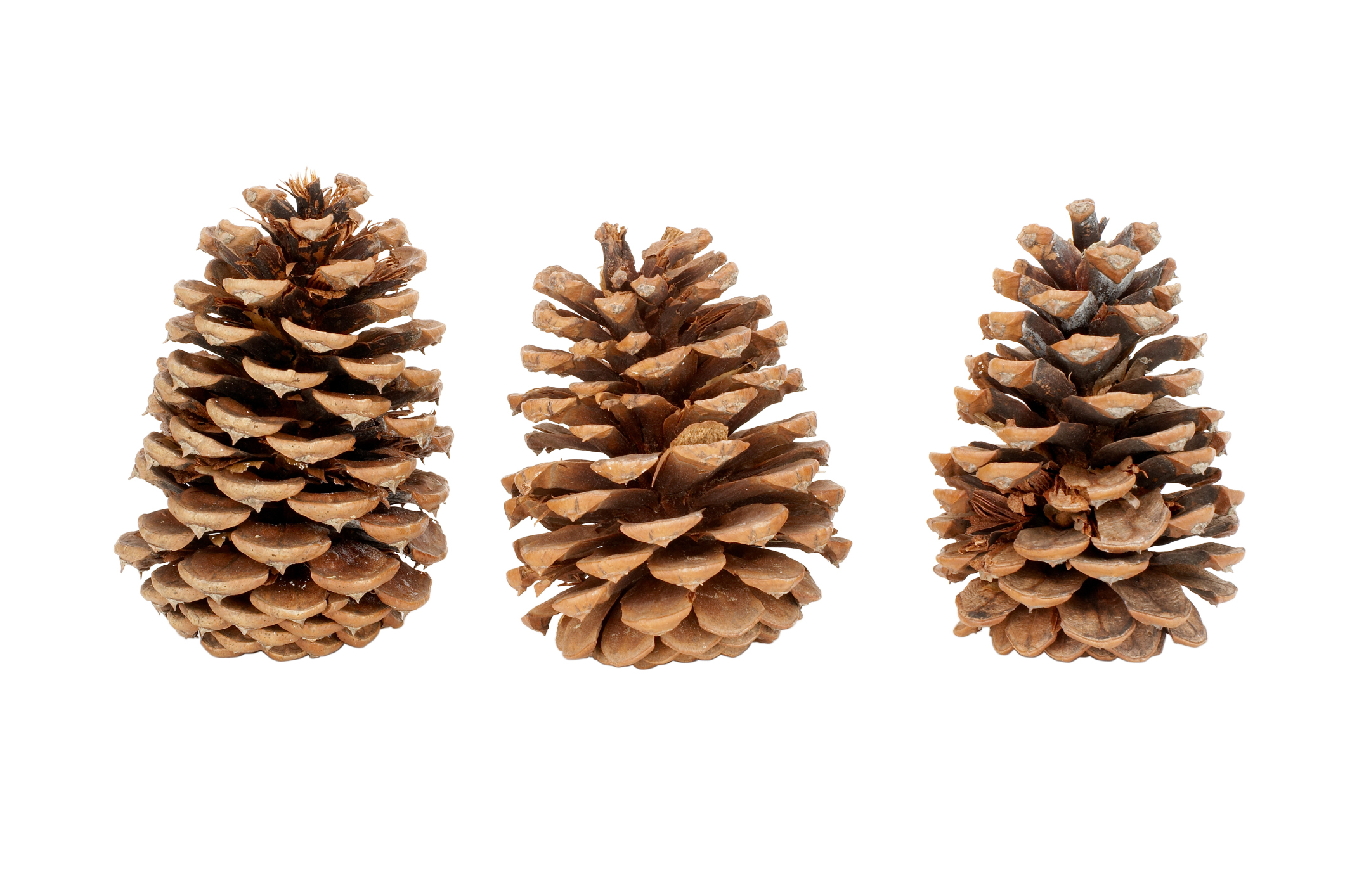How To Prepare & Preserve Pine Cones