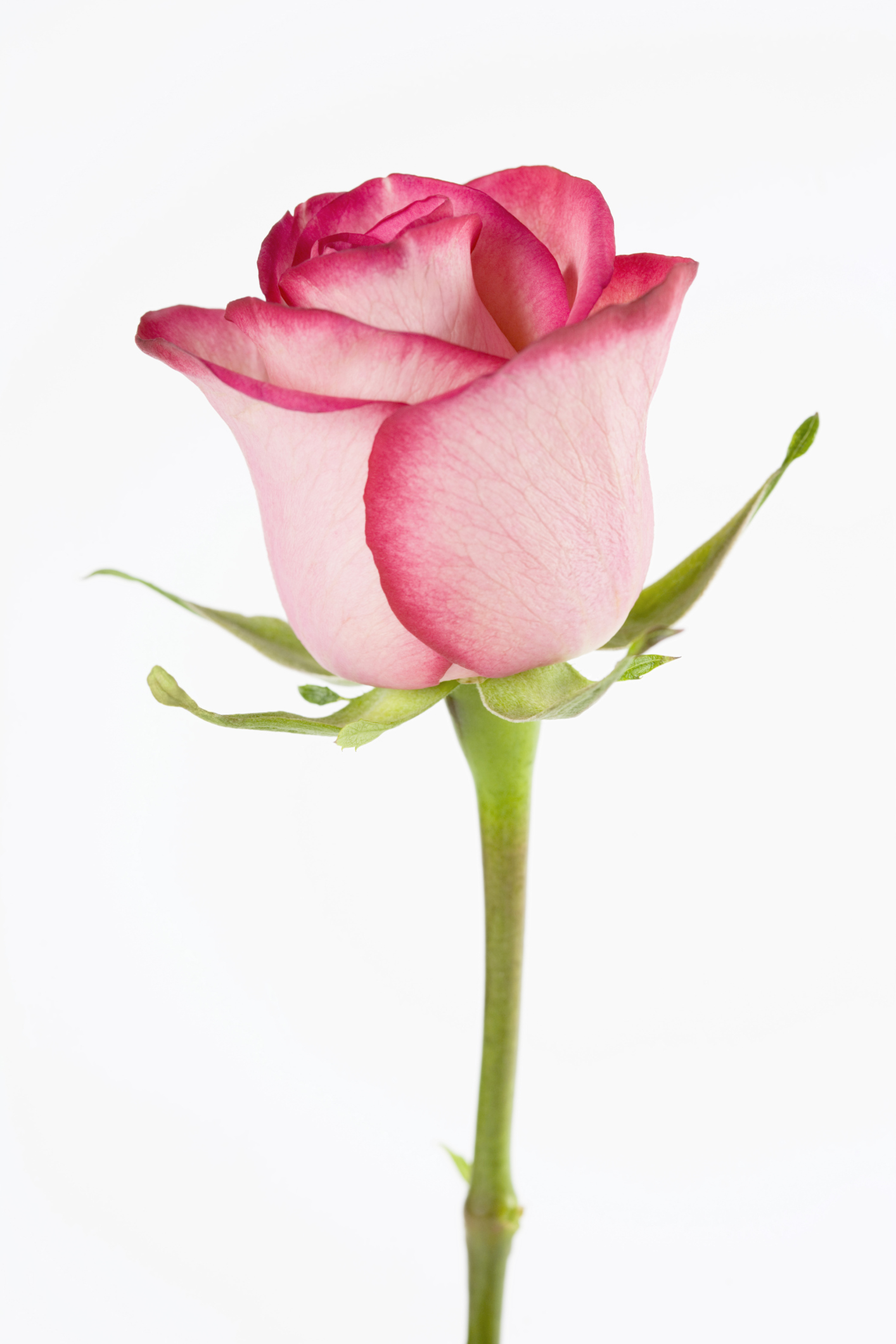 How Long Until a Rosebud Becomes a Rose? | ehow