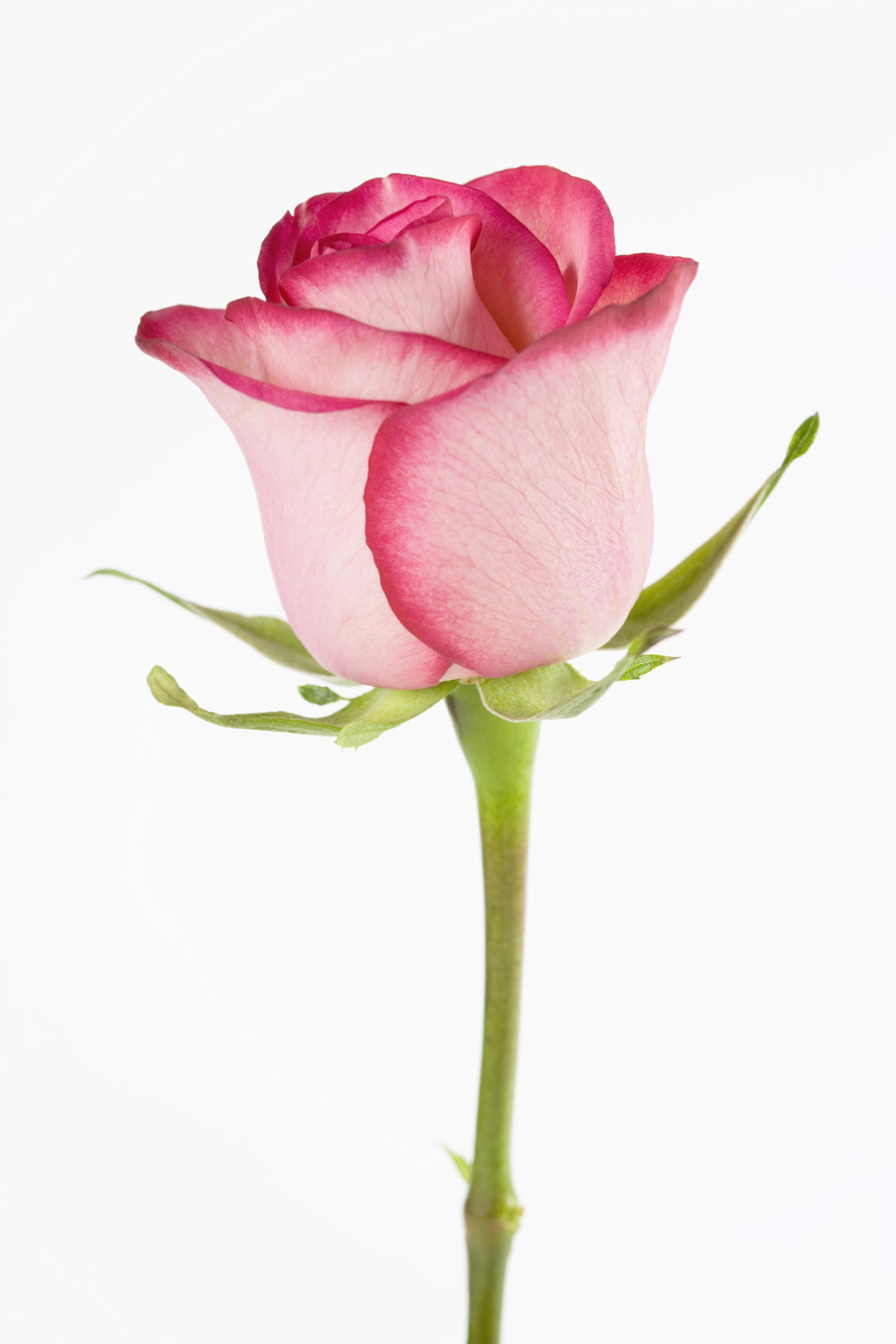 Pink Rosebud 1 Photograph by Teresa Mucha - Fine Art America