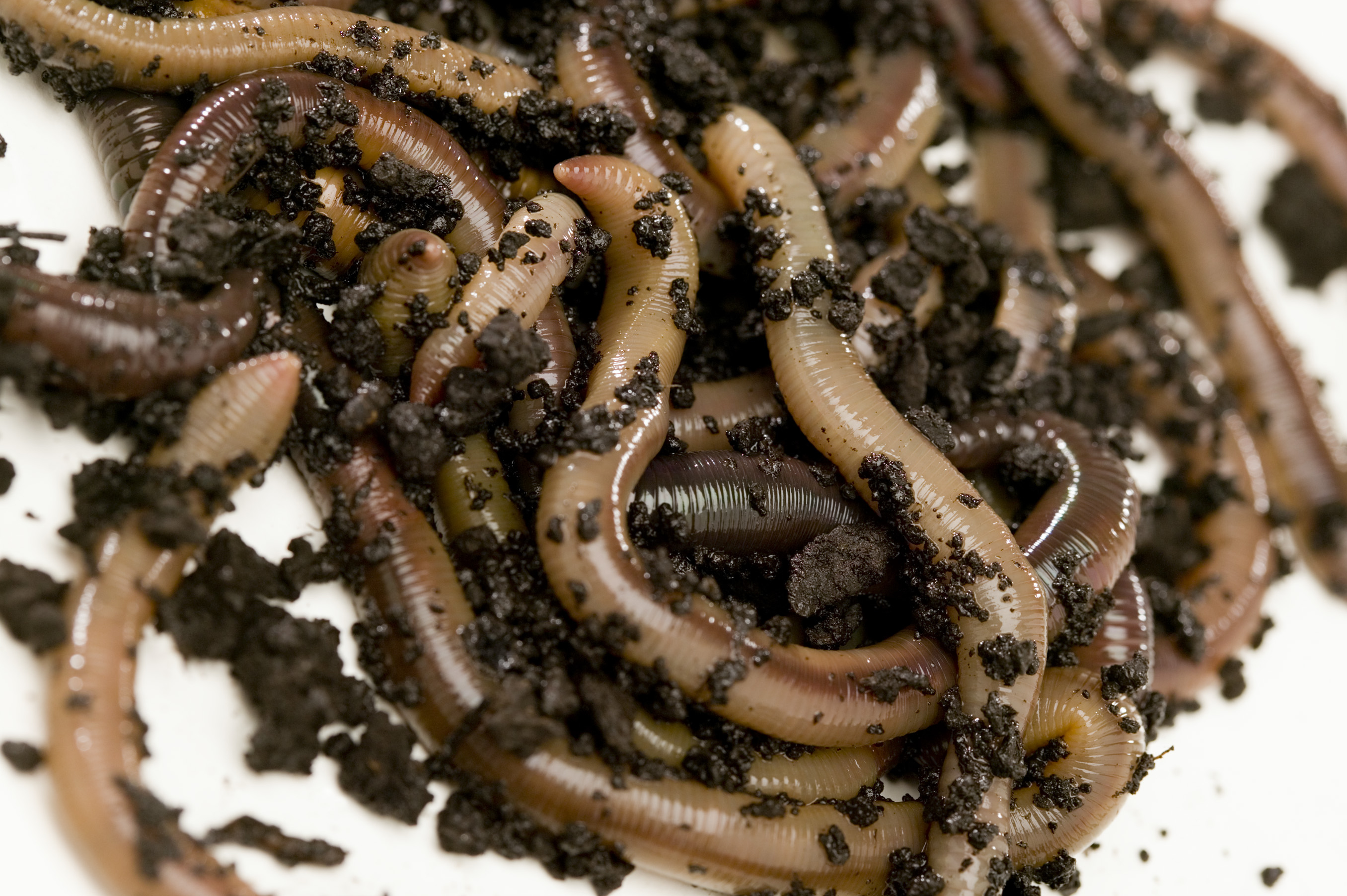 African Night Crawlers – Worms For Worm Farms & Education