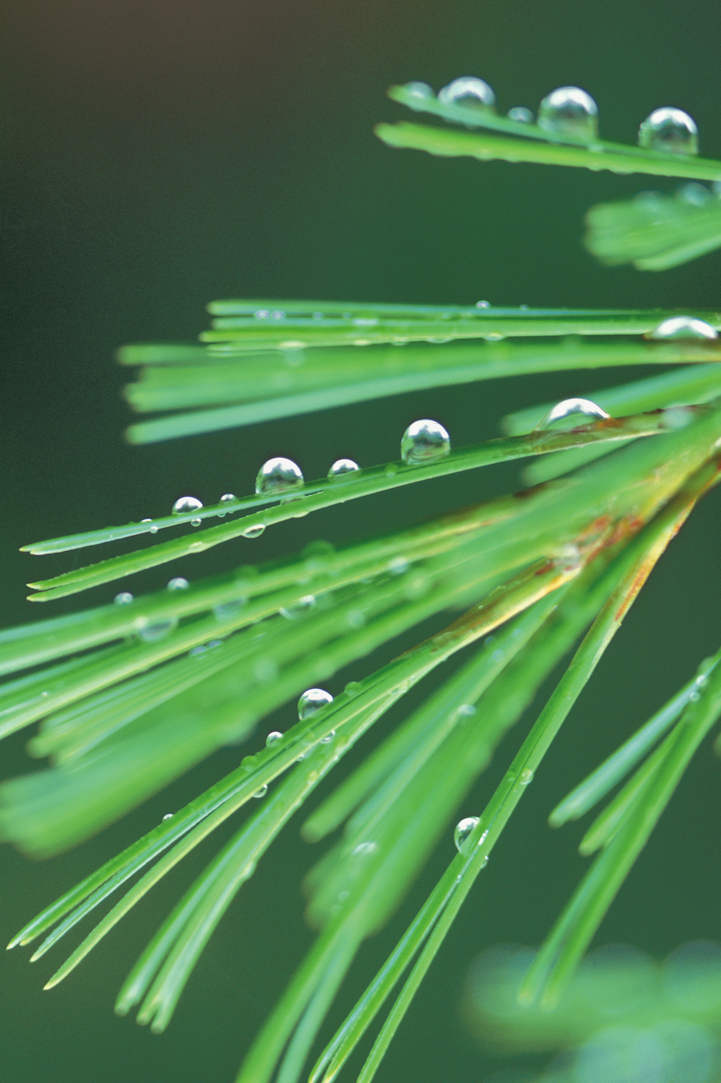 Do fallen pine needles make good mulch?