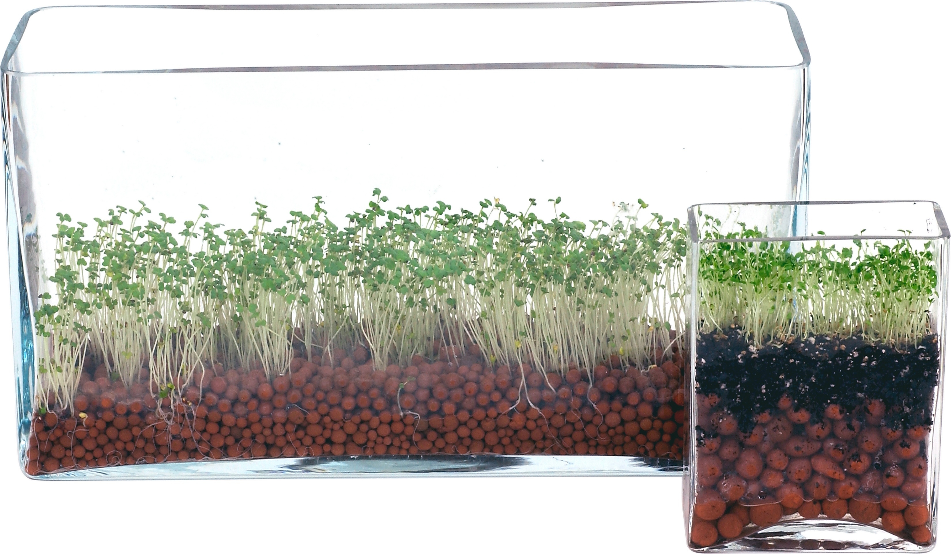 How Temperature Affects Plant Growth