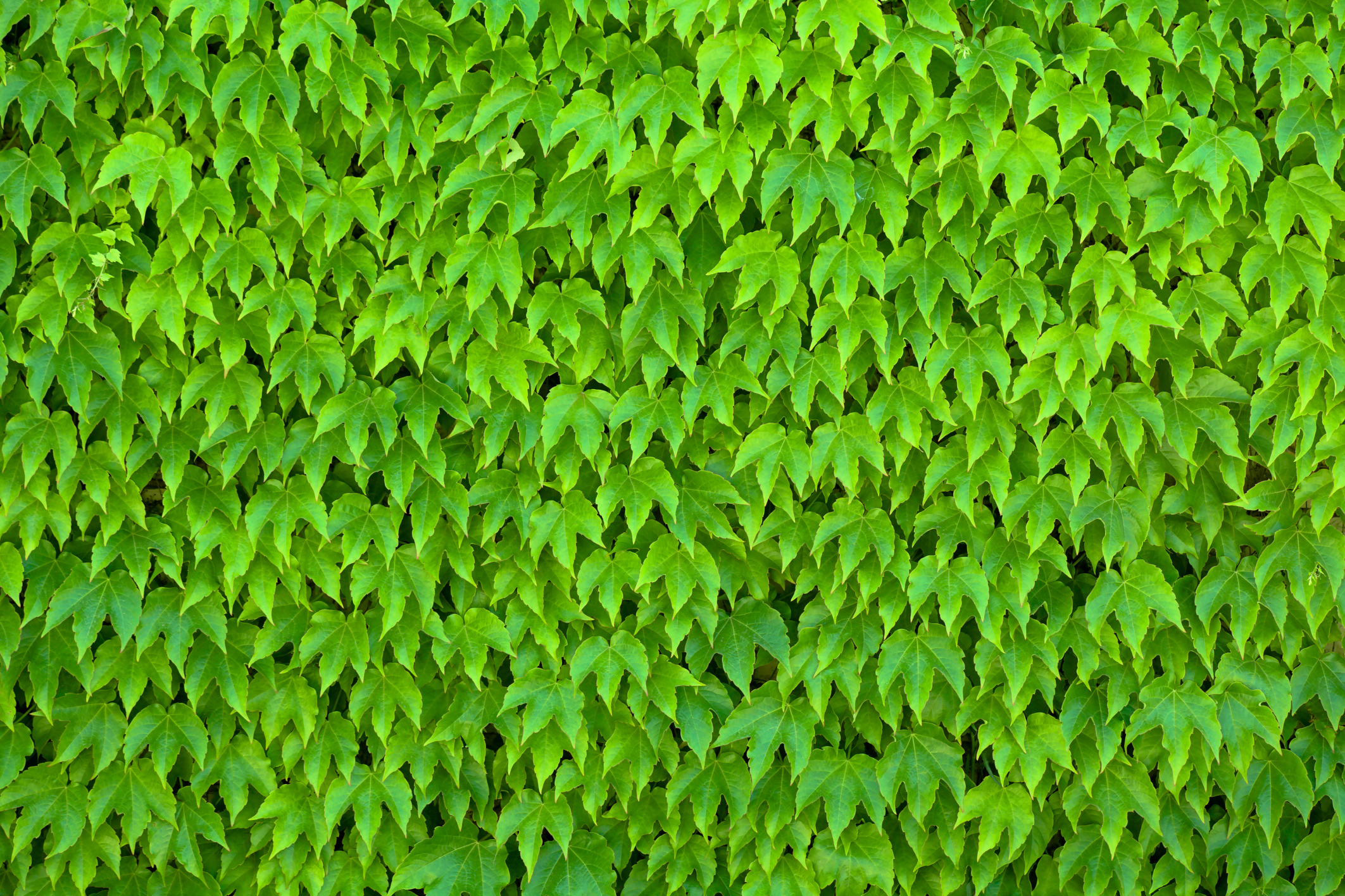 block vine  covered walls