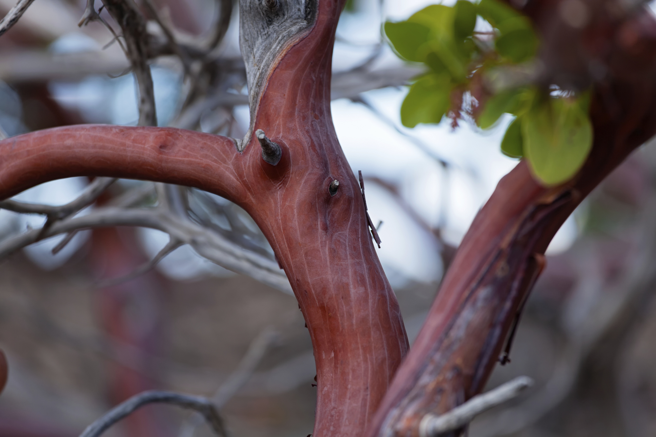 Gifts For People Who Have Everything - Making Manzanita