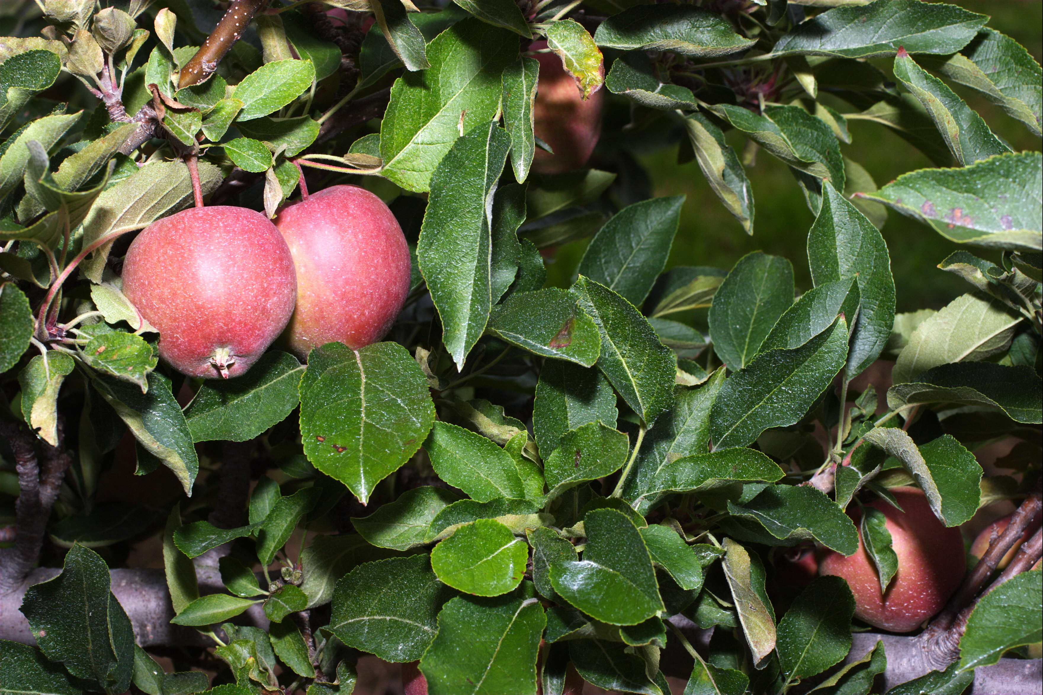 Apples, Honeycrisp, Organic - exist green