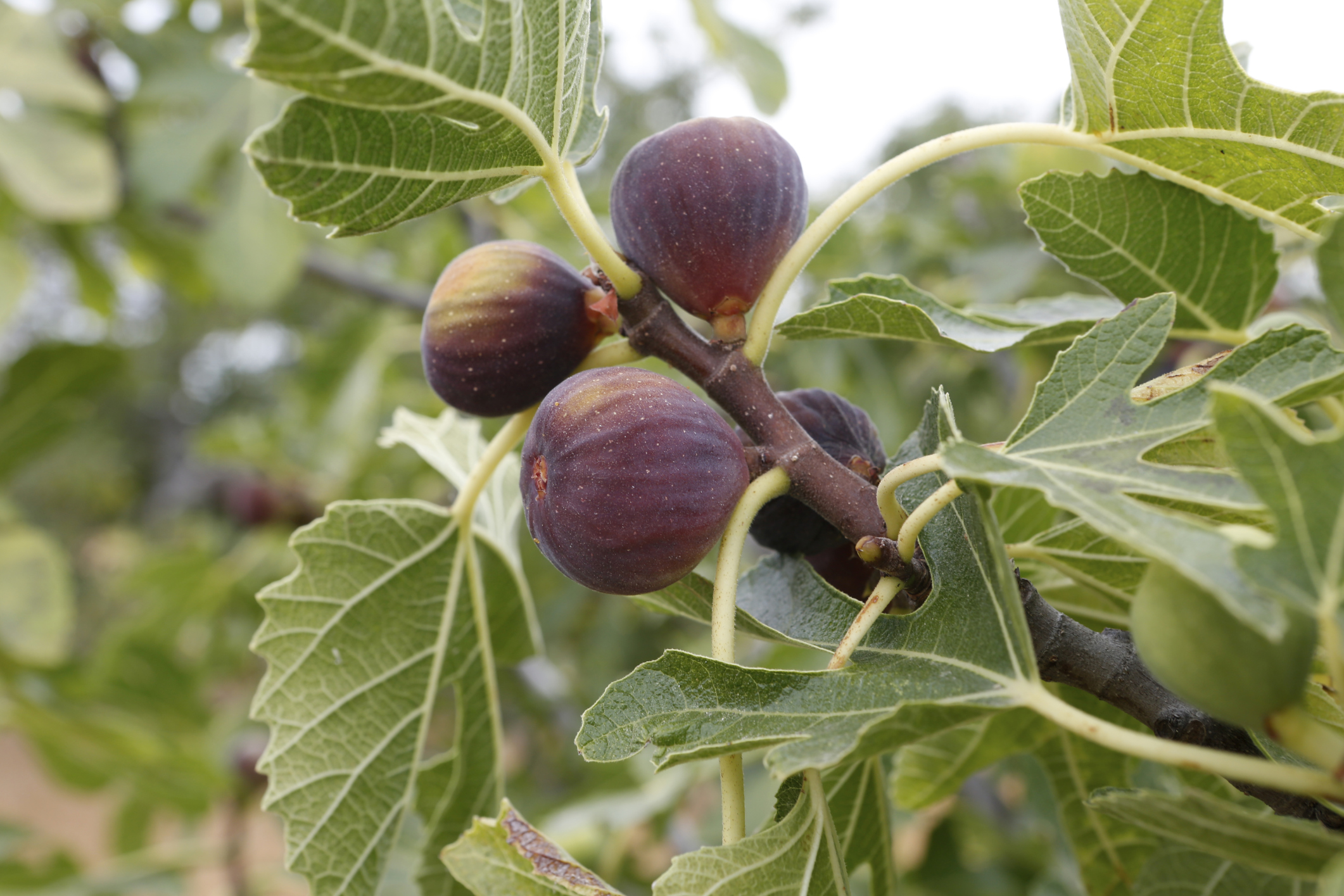 pruning fig trees in california