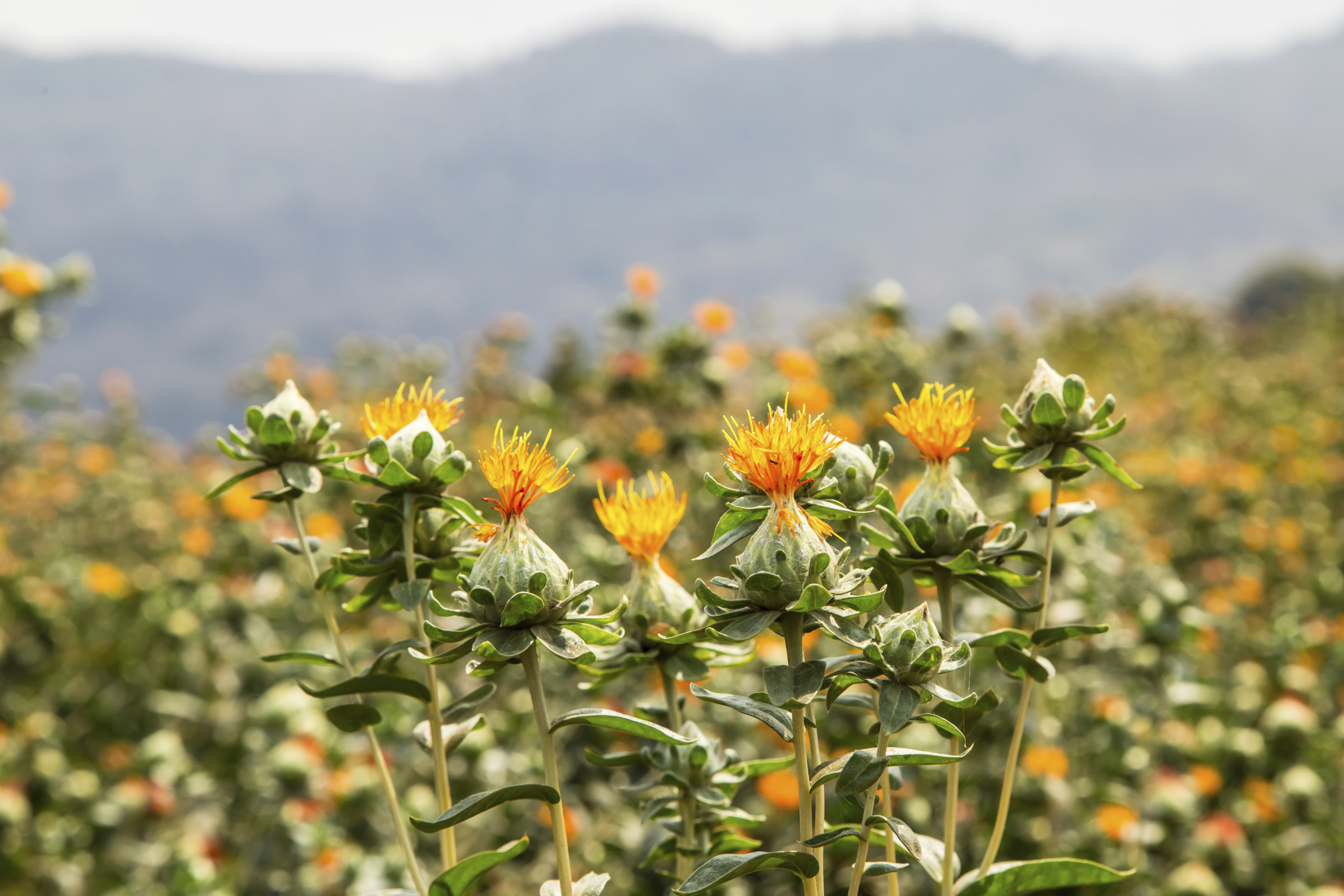 Image of Sunflowers and safflower