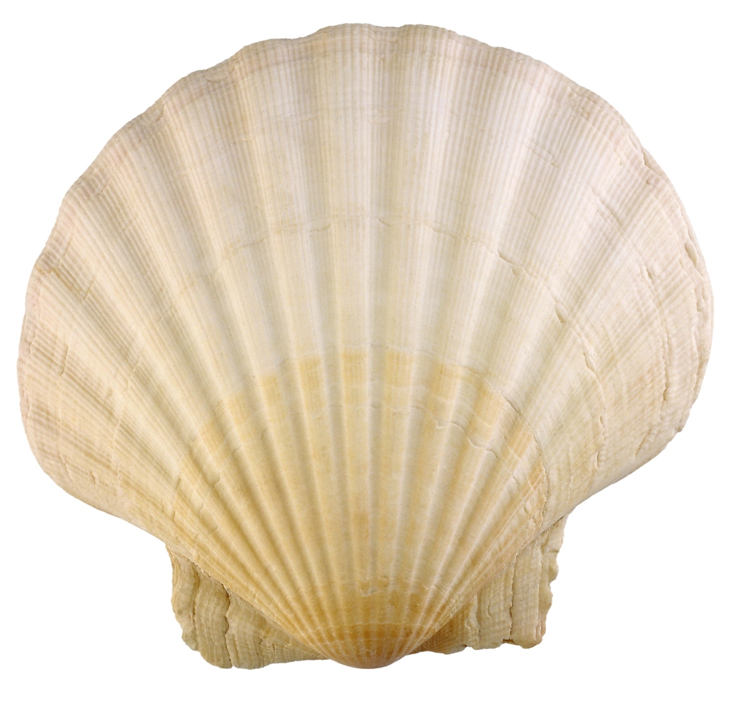 Yellow Cup Seashell - Scallop Shell - California Seashell Co