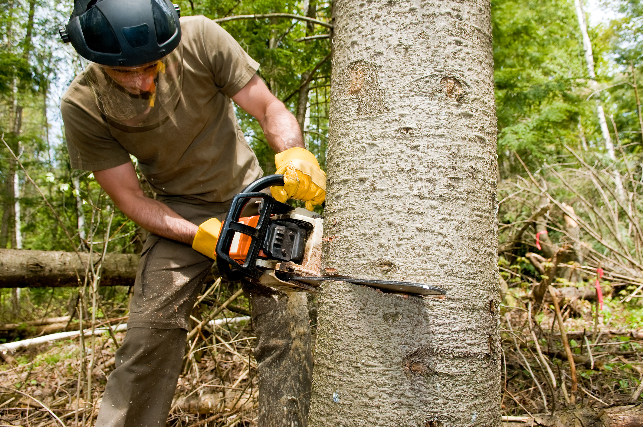 Image of People using lawn saws to clear brush