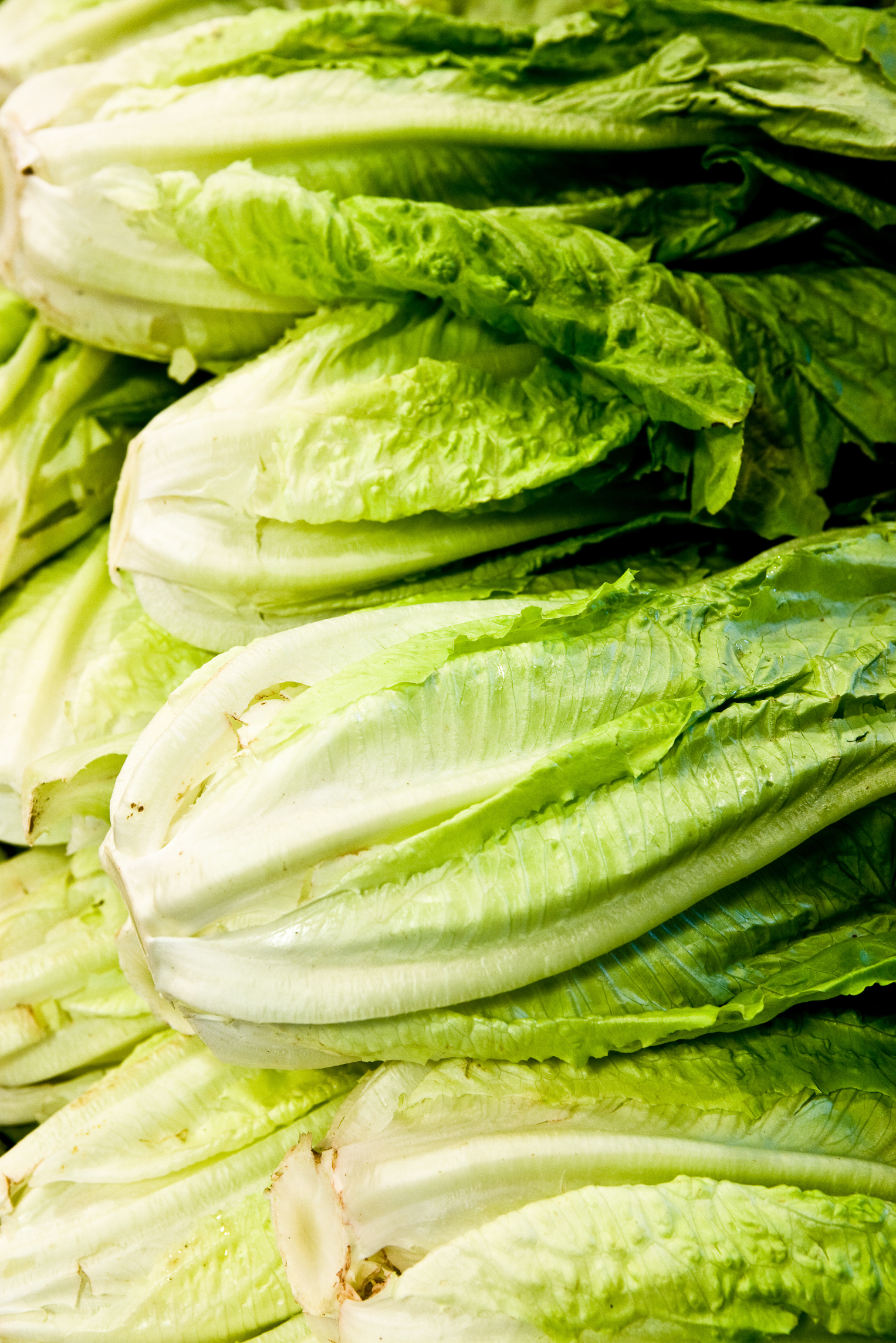 How to Store Lettuce So It Doesn't Wilt