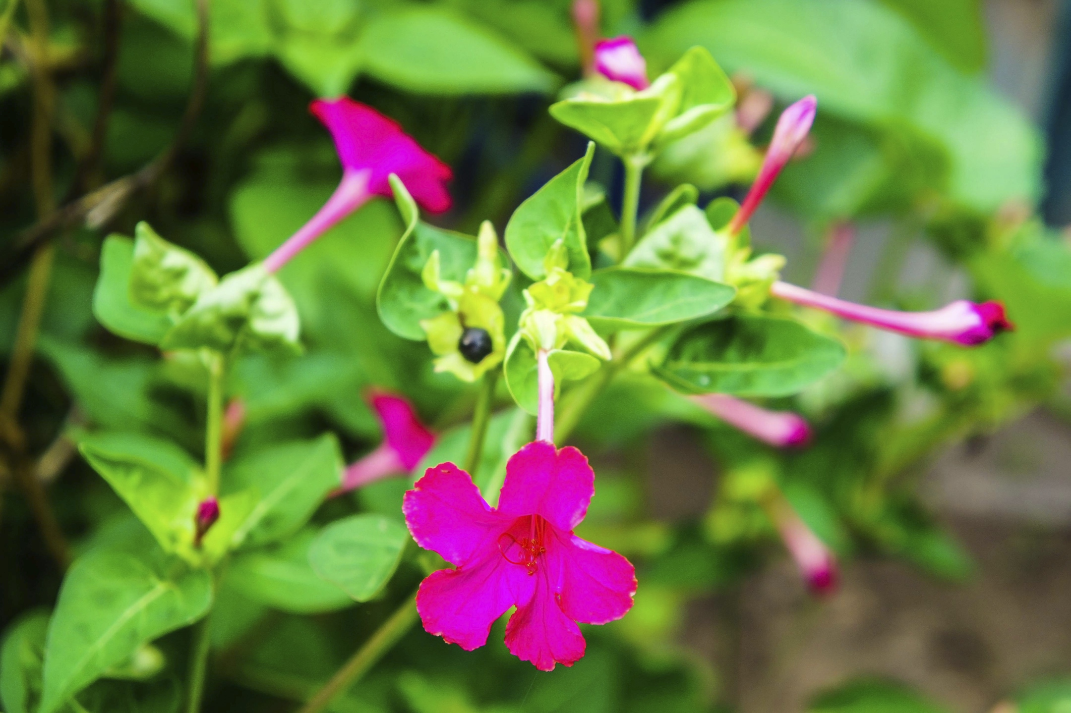 8 Mirabilis (Four o'clock) Flower plants