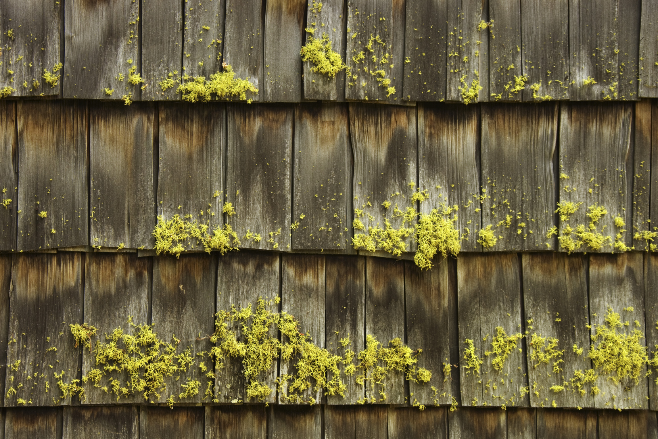 What Are the Dangers of Moss on Your Roof?