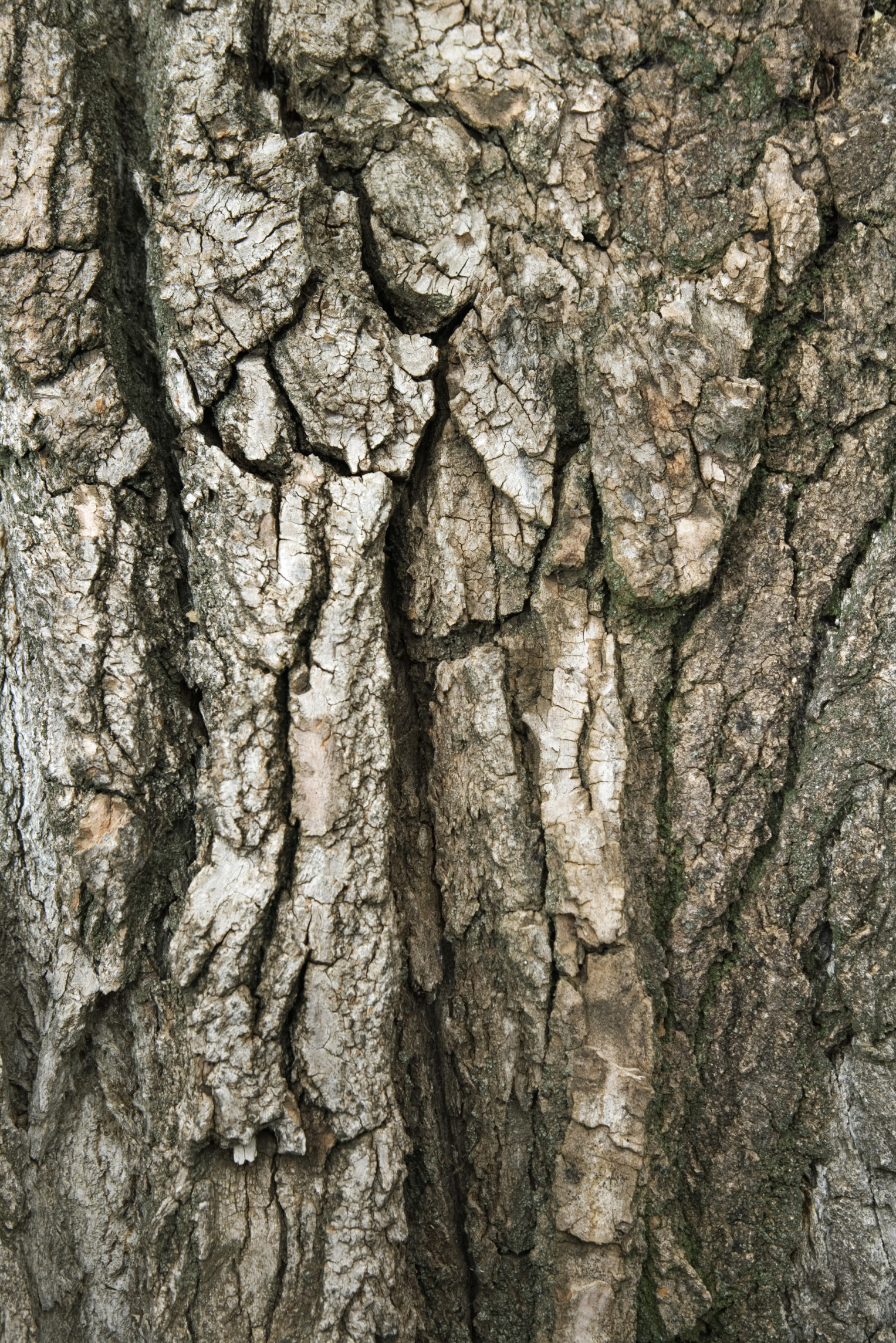 Tree-bark thickness indicates fire-resistance in a hotter future