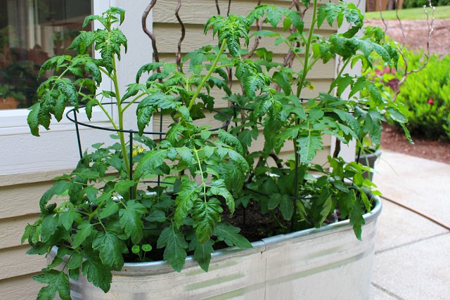 Vegetable Container Gardening for Beginners