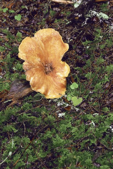 Scaly Vase Chanterelle mushroom