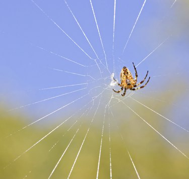 Cross spider on net by day