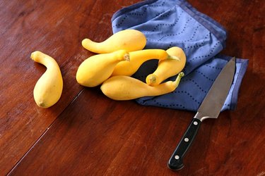 A group of yellow crookneck squash on a dark wooden surface, with a chef's knife and a blue kitchen towel