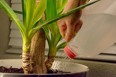 An image of a plant watering can made from a milk jug.